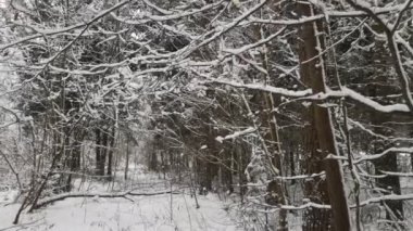 Kış ormanındaki ağaçların arasından uçan kamera. Kar yağıyor..
