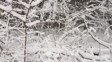 Kış ormanındaki ağaçların arasından uçan kamera. Kar yağıyor..