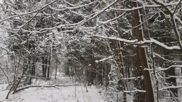 Fliegende Kamera durch die Bäume im Winterwald. Schnee fällt. — Stockvideo