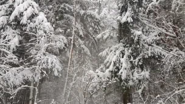 Latająca kamera przez drzewa w zimowym lesie. Śnieg pada. — Wideo stockowe