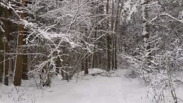 Fliegende Kamera durch die Bäume im Winterwald. Schnee fällt. — Stockvideo