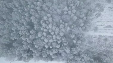 Kış ormanı doğası karla kaplı kış ağaçları havadan manzaralı..