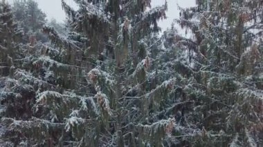 Kış ormanı doğası karla kaplı kış ağaçları havadan manzaralı..