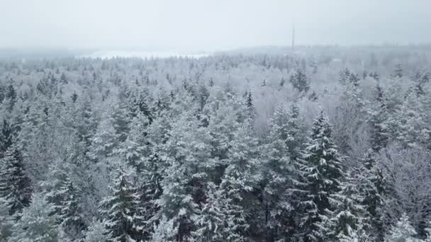 Zima las natura pokryte śniegiem zima drzewa krajobraz widok z powietrza. — Wideo stockowe