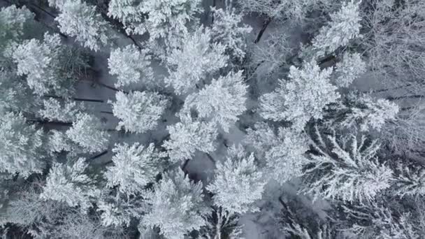 Forêt d'hiver nature enneigée arbres d'hiver paysage vue de l'air. — Video