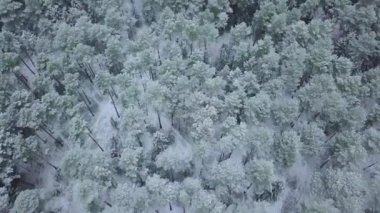 Kış ormanı doğası karla kaplı kış ağaçları havadan manzaralı..