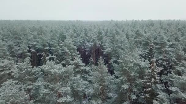 Foresta invernale natura alberi invernali innevati vista paesaggio dall'aria. — Video Stock