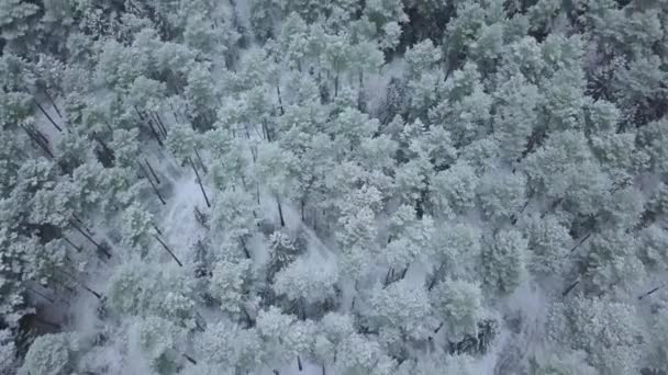 Kış ormanı doğası karla kaplı kış ağaçları havadan manzaralı.. — Stok video