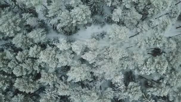 冬季森林自然白雪覆盖冬季树木景观从空中看. — 图库视频影像