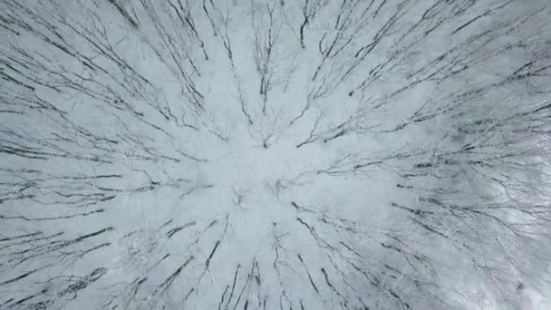 Forêt d'hiver nature enneigée arbres d'hiver paysage vue de l'air. — Video