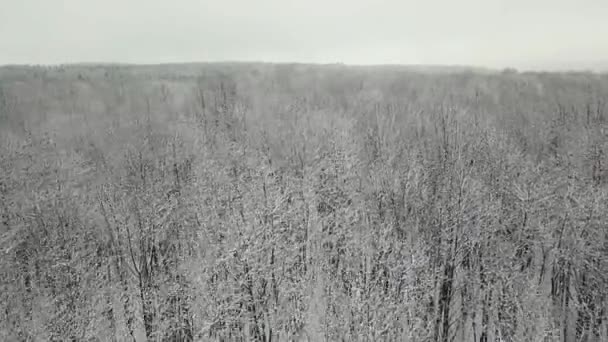 Winterbos natuur besneeuwde winterbomen landschappelijk uitzicht vanuit de lucht. — Stockvideo