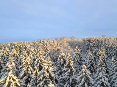 Güneşin altında karla kaplı güzel bir ormanın mavi gökyüzü. Güzel peri ormanı