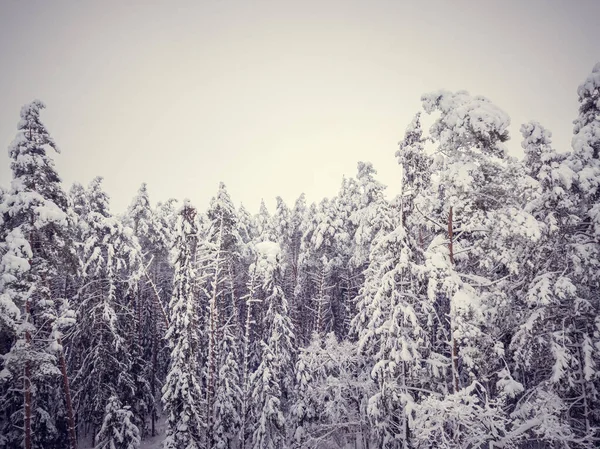 Vista Del Dron Las Copas Los Árboles Cubiertos Nieve Bosque — Foto de Stock