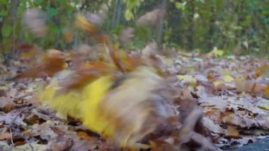 Güçlü rüzgar, düşen yaprakları toplar ve onları yer boyunca sürükler..