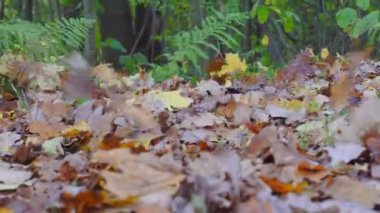 Güçlü rüzgar, düşen yaprakları toplar ve onları yer boyunca sürükler..