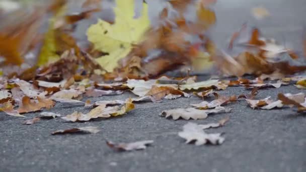 Vent fort ramasse les feuilles tombées dans l'air et les conduit le long du sol. — Video