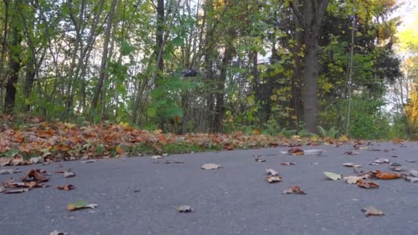 Quadcopter flyger lågt över marken, lyfta fallna löv i luften — Stockvideo