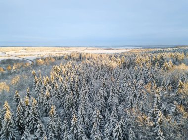 Güneşin altında karla kaplı güzel bir ormanın mavi gökyüzü. Güzel peri ormanı