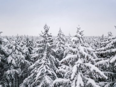 Kar yağışı sonrası hiç bitmeyen bir ormanın karla kaplı ağaçlarının insansız hava aracı görüntüsü. Güzel kar ormanı