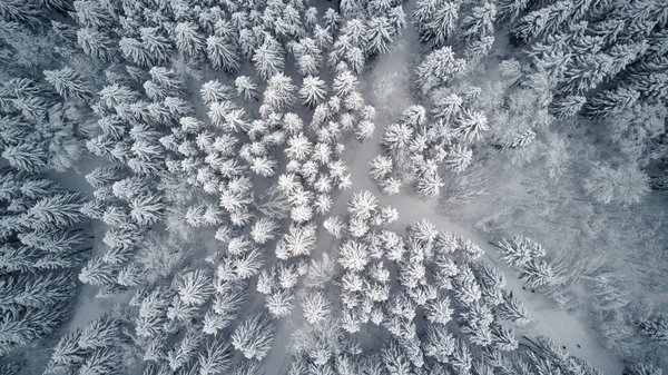 Drone Vista Hermoso Cuento Hadas Cubierto Nieve Bosque Día Invierno — Foto de Stock