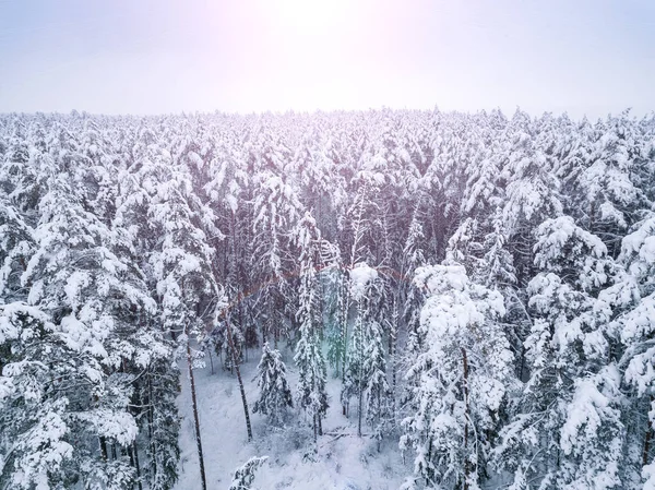 Drone Vista Hermoso Cuento Hadas Nevado Bosque Coníferas Invierno Hermoso — Foto de Stock