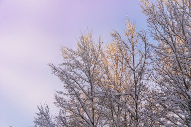 Yaprak döken ağaçların dalları güneşte çok fazla karla kaplıdır. Mavi gökyüzüne karşı, uzayı taklit ederler.