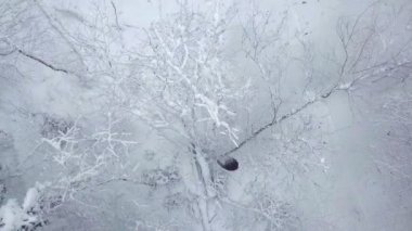 Kar fırtınası sırasında ağaçlardan kar sallayan adamlar.