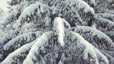Kış ve kar yağışı. Ormanda, dron bir çam ağacının yakın çekimini alır..