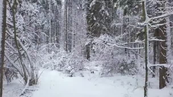 Karlı havada karlı bir orman yolunda İHA kamera uçurmak — Stok video