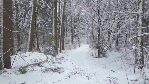 Karlı havada karlı bir orman yolunda İHA kamera uçurmak — Stok video