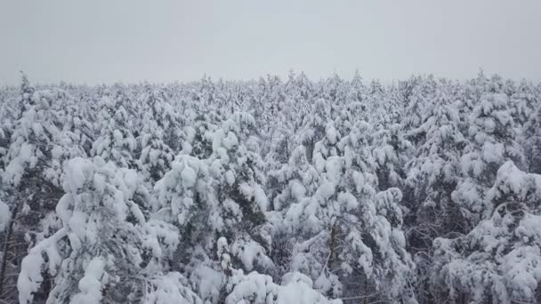 Kış ormanı doğası karla kaplı kış ağaçları manzarası. hava fotoğrafçılığı . — Stok video