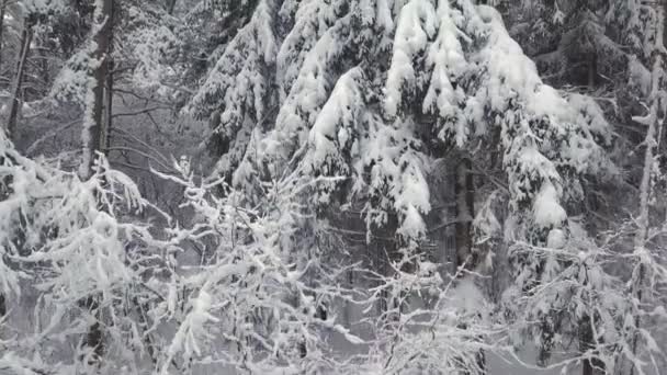 Χειμώνας και χιόνι. Στο δάσος, ο κηφήνας παίρνει ένα κοντινό πλάνο από ένα έλατο.. — Αρχείο Βίντεο