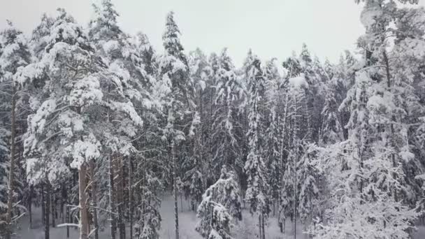 Kış ormanı doğası karla kaplı kış ağaçları manzarası. hava fotoğrafçılığı . — Stok video