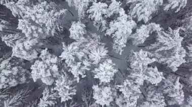 Kış ormanı doğası karla kaplı kış ağaçları manzarası. hava fotoğrafçılığı .