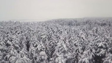 Kış ormanı doğası karla kaplı kış ağaçları manzarası. hava fotoğrafçılığı .