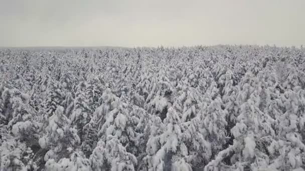 Zimowy las natura pokryta śniegiem zimowy krajobraz drzew. zdjęcia lotnicze . — Wideo stockowe