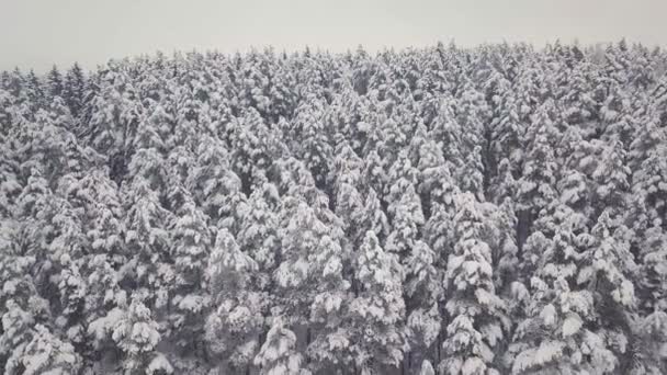 Winterbos natuur besneeuwde winterbomen landschap. luchtfotografie . — Stockvideo
