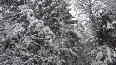Ağaçların dallarından kar yağıyor, çok ve güçlü bir şekilde yayılıyor..