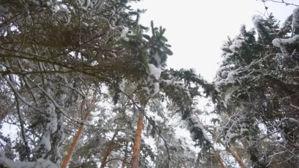 Χιόνι πέφτει από τα κλαδιά των δέντρων, διασκορπίζοντας πολλά και έντονα. — Αρχείο Βίντεο