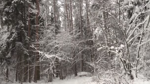 Neve cai dos ramos das árvores, espalhando muito e fortemente. — Vídeo de Stock
