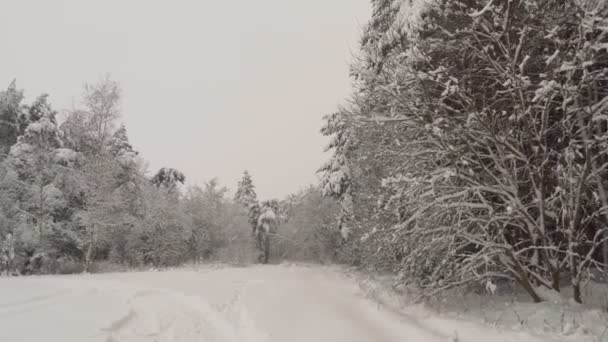 Ağaçların dallarından kar yağıyor, çok ve güçlü bir şekilde yayılıyor.. — Stok video