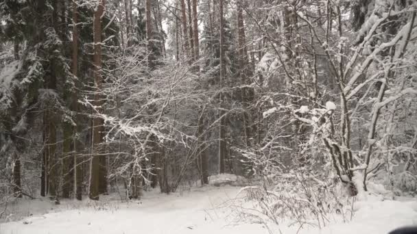 雪は木の枝から落ち、多くの散乱と強い. — ストック動画