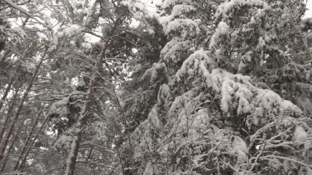 Śnieg spada z gałęzi drzew, rozpraszając się bardzo mocno i mocno. — Wideo stockowe