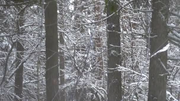 Snö faller från grenar av träd, sprida en hel del och starkt. — Stockvideo