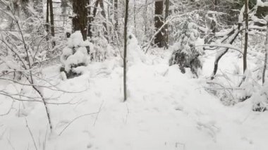 Kış ormanındaki ağaçların arasından uçan kamera. Kar yağıyor..