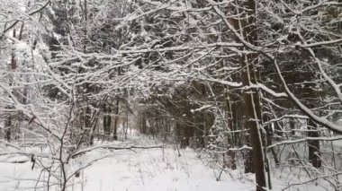 Kış ormanındaki ağaçların arasından uçan kamera. Kar yağıyor..