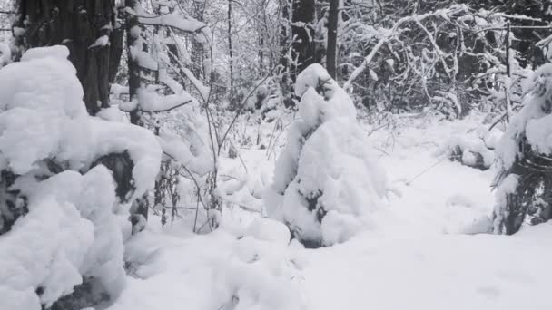 Caméra volante à travers les arbres dans la forêt d'hiver. La neige tombe. — Video