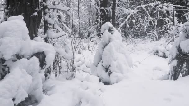 Cámara voladora a través de los árboles en el bosque de invierno. La nieve cae. — Vídeo de stock