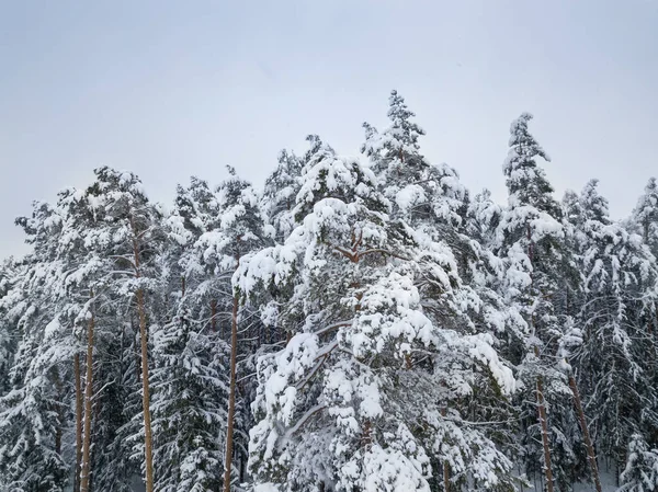 Vista Del Dron Las Copas Los Árboles Cubiertos Nieve Bosque — Foto de Stock