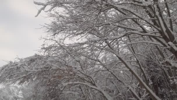 雪は木の枝から落ち、多くの散乱と強い. — ストック動画